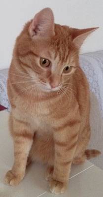 Festa del gatto